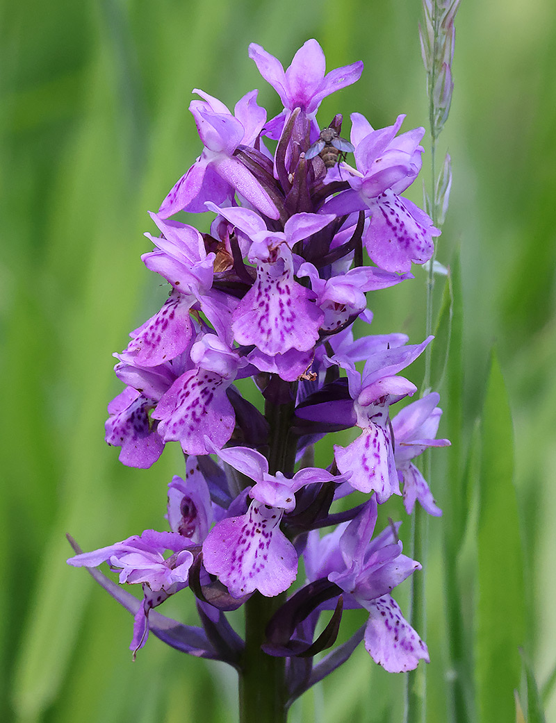 Southern marsh orchid